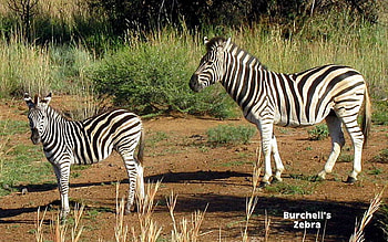 Zebras, stripes, Africa, animals HD wallpaper