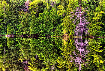 Nature's Looking Glass, colorful, purple tree, mirrored, reflection, bank, trees, lake HD wallpaper