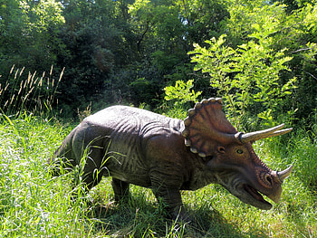 Triseratops In A Field, Reptile Zoo, Dinosaur, graphy, Grass, Trees, Field, Triseratops, Animal HD wallpaper