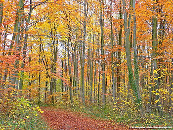 Autumn Colors, trees, autumn, leaves, path HD wallpaper