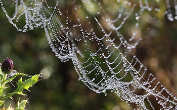 Background, Drops HD wallpaper