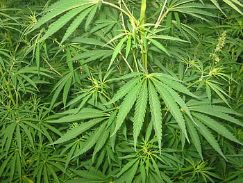 Plants, Cannabis HD wallpaper