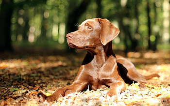 Animals, Dogs HD wallpaper