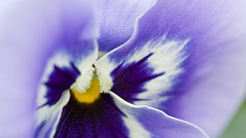 Flower, Macro, Petals, Stains, Spots, Tender HD wallpaper