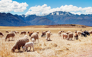Peru's breathtaking , Choice backgrounds, Stunning visual scenery, Peru's natural beauty HD wallpaper