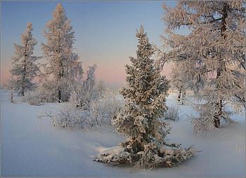 winter forest, winter, nature, forest, snow HD wallpaper
