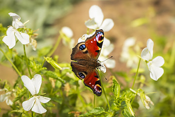 Animals, Pattern, Butterfly, Wings, Peacock Eye, Peacock's Eye HD wallpaper