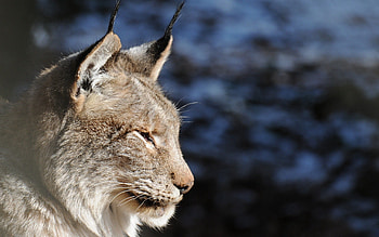 Animals, Iris, Muzzle, Ears, Brushes, Tassels, Profile HD wallpaper