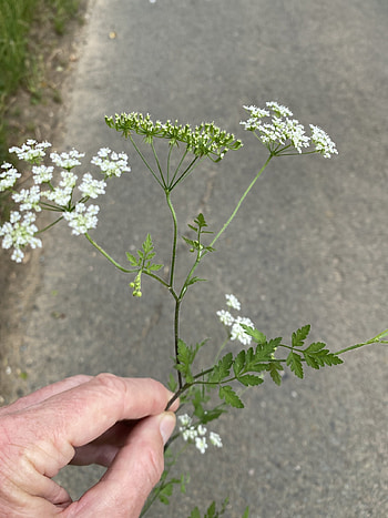 Chervil, Rough chervil, Chaerophyllum temulum HD phone wallpaper