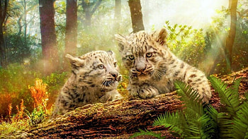 Fantasy, Baby, Deutschland, Leopaden HD wallpaper
