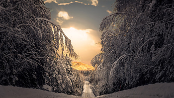 Road Path Between Snow Covered Frozen Trees Forest Winter Scenery Winter HD wallpaper