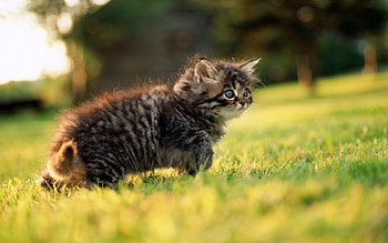 Animals, Grass, Fluffy, Kitty, Kitten, Stroll HD wallpaper
