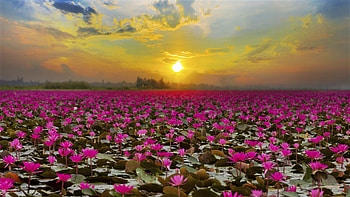 Flowering lake, Lotus (Flower) HD wallpaper
