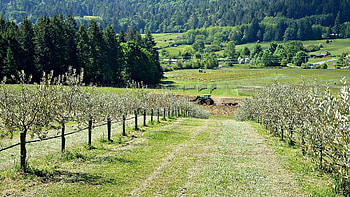 Salt Spring Island, Canada travels, Olive oil, Gegen alle Widerst&auml;nde HD wallpaper
