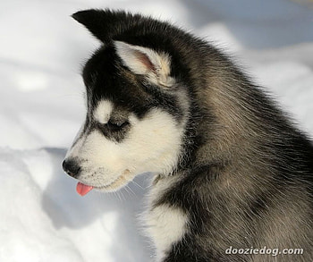 siberian husky, cold, husky puppy, cute, snow HD wallpaper