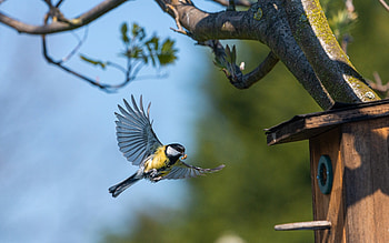 Great Tit, tit, nest box, bird, tree HD wallpaper