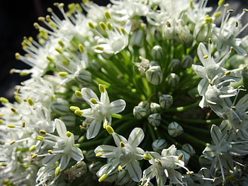 Flowers, Background, Plant, Macro HD wallpaper