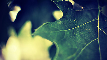Macro, Sheet, Leaf, Carved, Form HD wallpaper