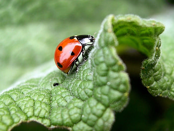 Leaves, Macro, Shine, Light, Insect, Ladybug, Crawl, Ladybird HD wallpaper