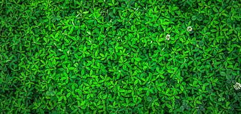 Vibrant green leaves with small white flowers offer a rich nature texture. HD wallpaper