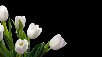 Plants, Flowers HD wallpaper