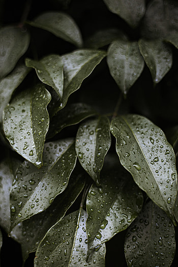 Water, Leaves, Drops, Macro, Glossy HD phone wallpaper