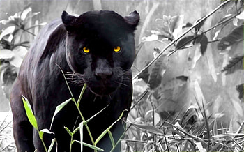 Animals, Art , Panthers HD wallpaper