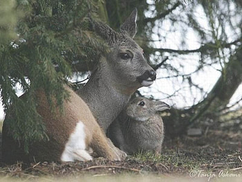 Bambi and Thumper, hare, fawn, deer, rabbit HD wallpaper