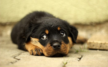 Rottweiler, puppy, small dog, cute animals, small puppy, dogs, cute puppy HD wallpaper