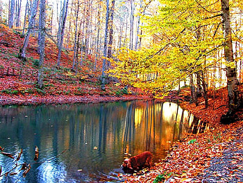 thirsty, dog, river, autumn HD wallpaper