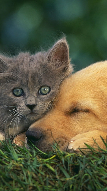 Cat And Dog, Kitten, Pet Animal HD phone wallpaper
