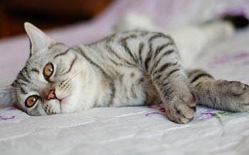 Cat, kitten, sweet, kitty, cats, cute, beautiful, paws, beauty, cat face, pretty, animals, face, lovely, hat HD wallpaper