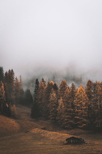 Serene autumn forest landscape with fog enveloping colorful trees and a small cabin in the distance. HD phone wallpaper
