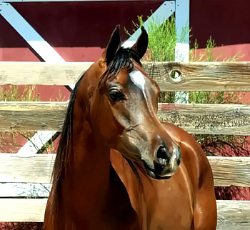 Horse2 --Majestic Stables2, majestic, 2, horse, series HD wallpaper