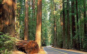 Sequoia national park, , California road trips, Scenic state parks HD wallpaper
