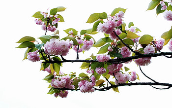 Flowers, Leaves, Bloom, Flowering, Branch, Spring HD wallpaper