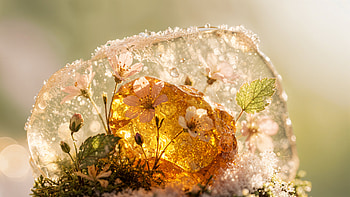 Dewlit Spring Bloom — Aesthetic, Moss HD wallpaper