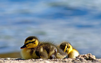 Animals, Birds, Striped, Sleep, Dream, Ducklings HD wallpaper