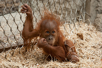 Animals, Grid, Monkey, Small, Hay HD wallpaper