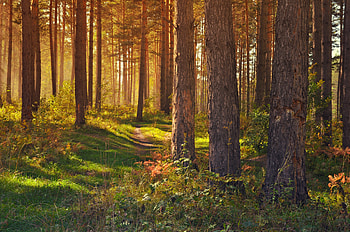 Landscape, Nature, Trees, Summer, Forest, Path HD wallpaper