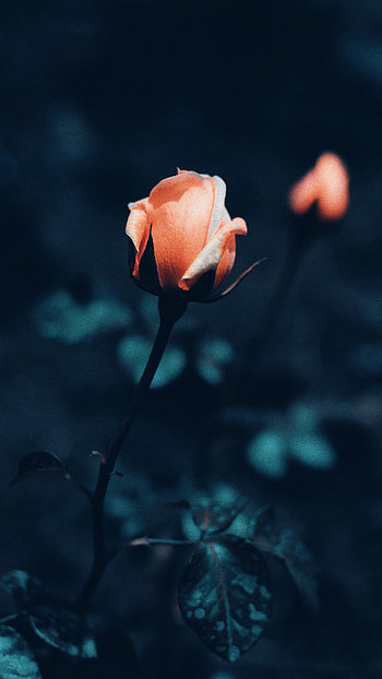 Flowers, Bush, Flower, Macro, Rose Flower, Rose HD phone wallpaper