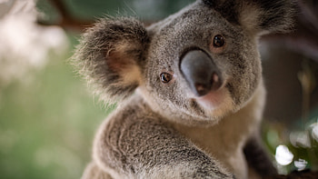 Koala beauty, Marvelous marsupials, Koala wonders, Nature's treasures HD wallpaper