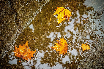 Maple leaf, Shades of fall, Delicate details, Leafy texture HD wallpaper