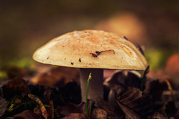 Nature, Autumn, Close-Up, Mushroom, Foliage HD wallpaper