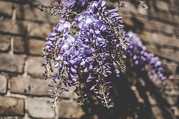 Flowers, Shine, Light, Bouquet, Lupins HD wallpaper