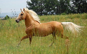 Horse, animal, grass, running, meadow HD wallpaper