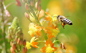 Grass, Plant, Macro, Flight, Bee HD wallpaper