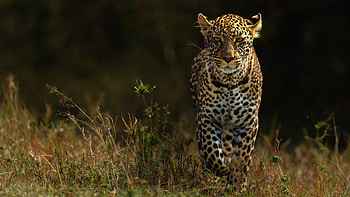 Wild animals , Animal HD wallpaper