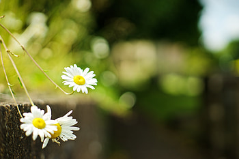 Flowers, Camomile, Plant HD wallpaper
