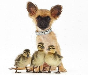 Chihuahua with ducklings, dog, pet, Chihuahua, duckling HD wallpaper